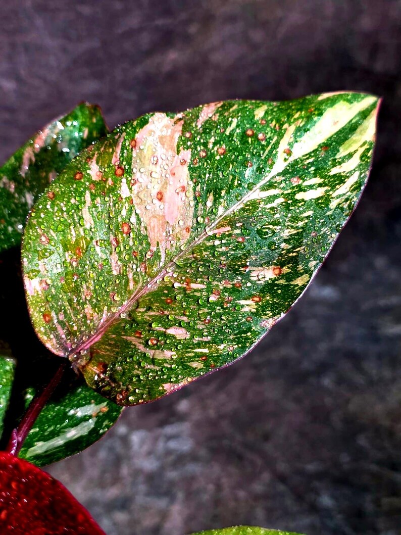 Philodendron Orange Princess - Rare Collector Plant (July-10-21)