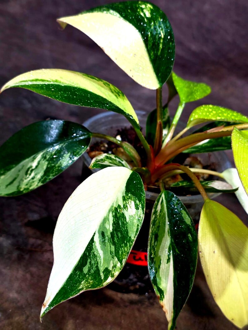 Philodendron Yellow Congo Variegated - EXACT Plant - US Seller (July-10-14)