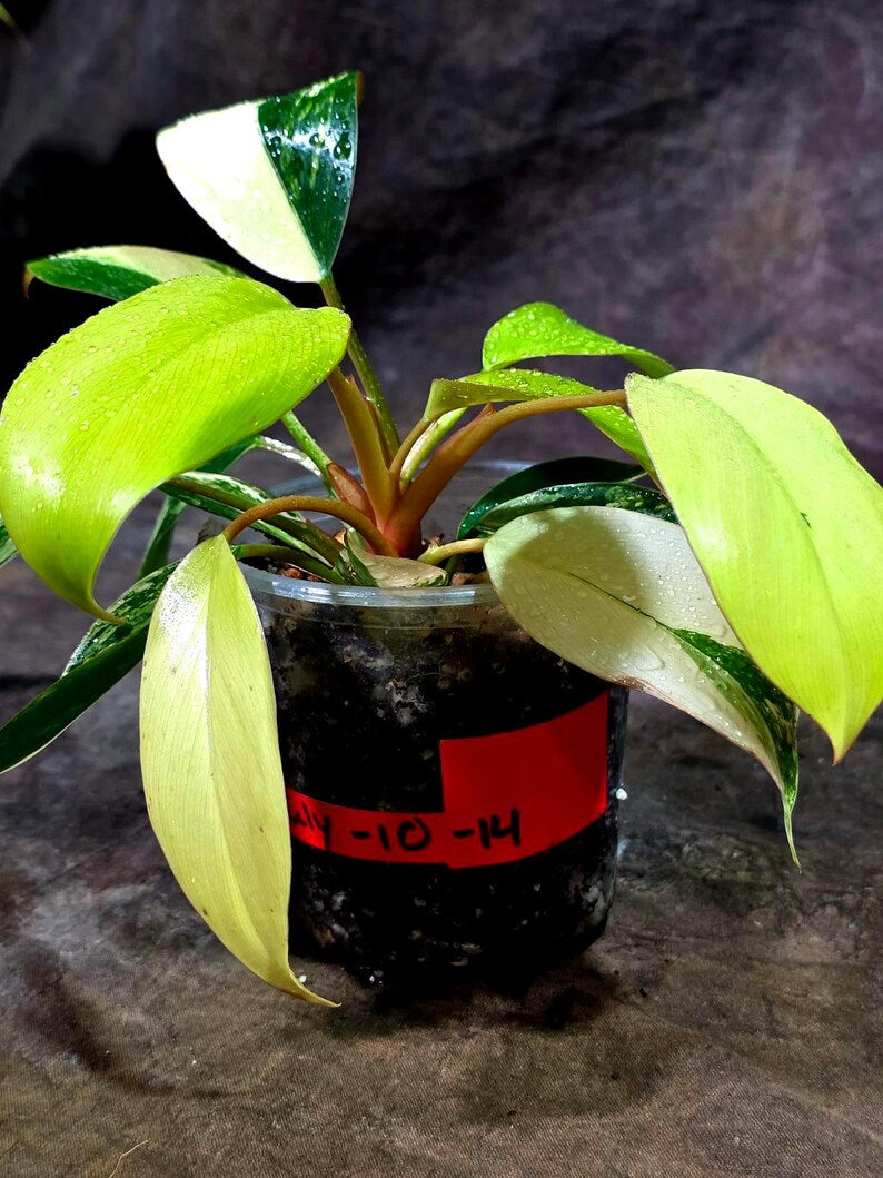 Philodendron Yellow Congo Variegated - EXACT Plant - US Seller (July-10-14)