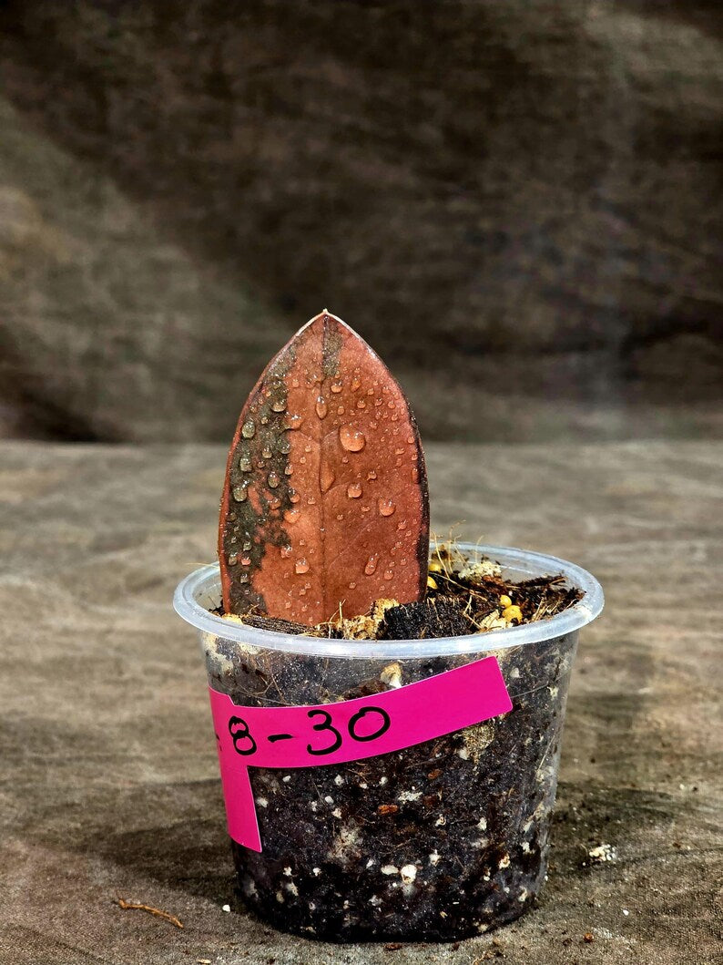 Pink Variegated Raven ZZ Plant (Sep-8-30-ER)