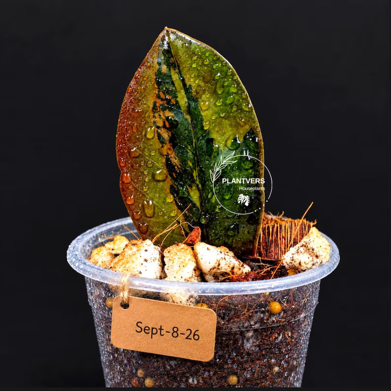 Pink Variegated Raven ZZ Plant (Sep-8-26-ER)