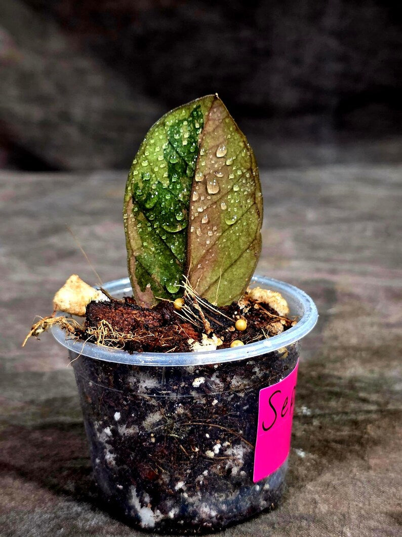 Pink Variegated Raven ZZ Plant (Sep-8-26-ER)