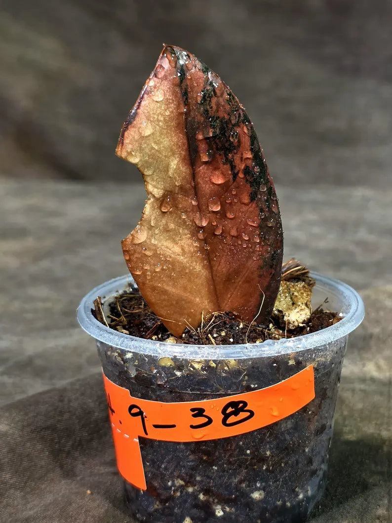 Pink Variegated Raven ZZ Plant (Sep-9-38-ER)