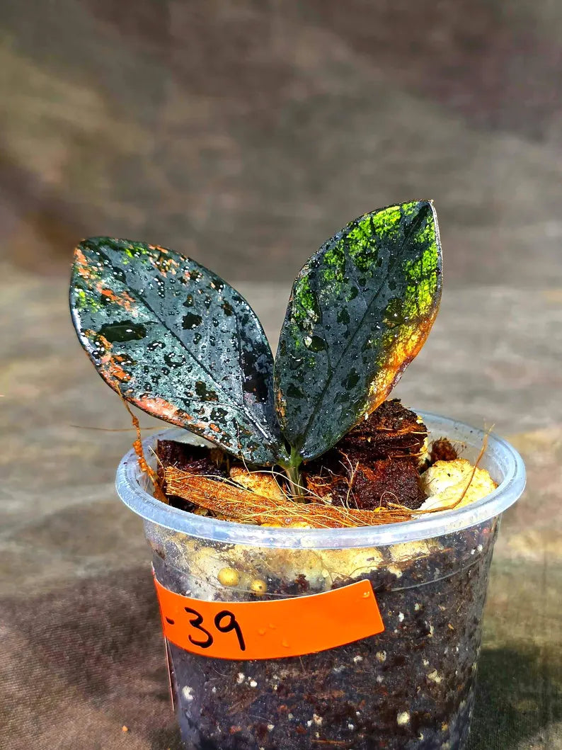 Pink Variegated Raven ZZ Plant (Sep-9-39-ER)