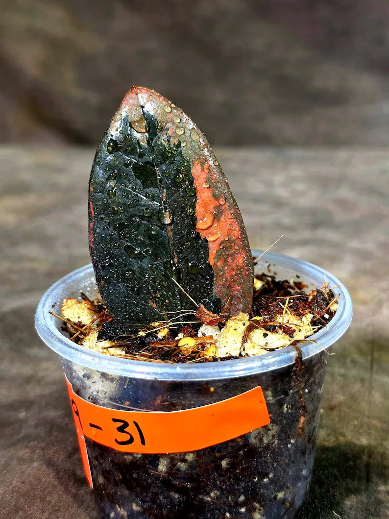 Pink Variegated Raven ZZ Plant (Sep-9-31-ER)