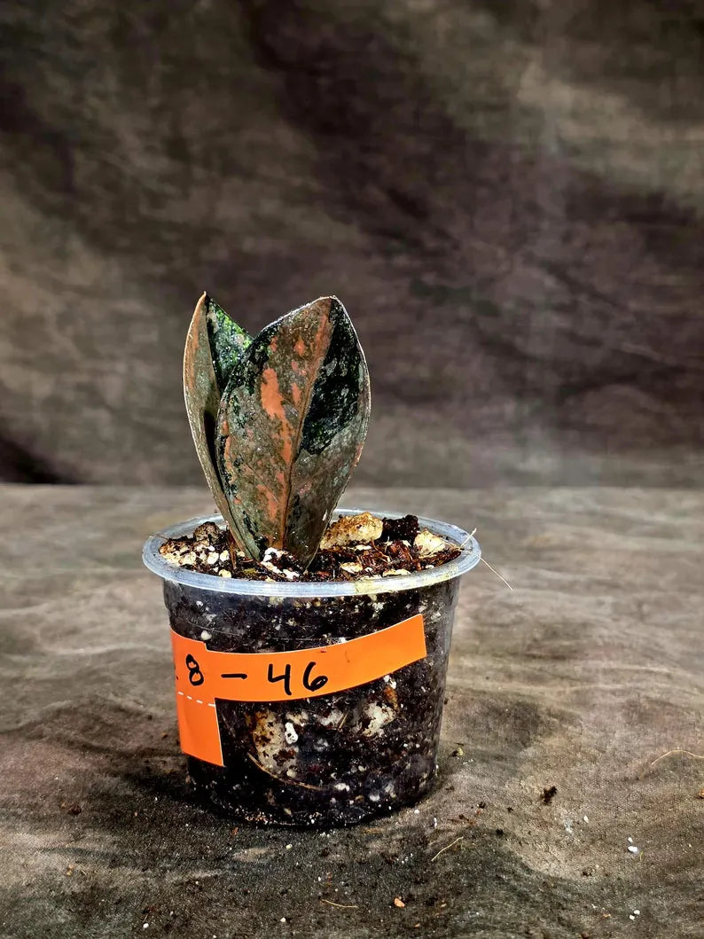 Pink Variegated Raven ZZ Plant (Sep-8-43-ER)