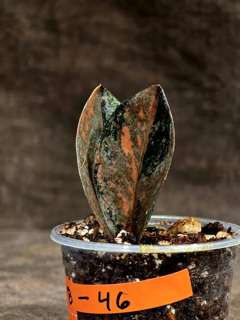 Pink Variegated Raven ZZ Plant (Sep-8-43-ER)
