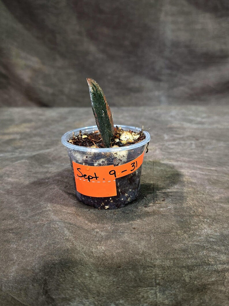 Pink Variegated Raven ZZ Plant (Sep-9-31-ER)