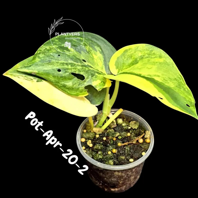 Variegated Scindapsus Jade Satin Aurea Live Plant - Collector Houseplant, Creamy White Marbling