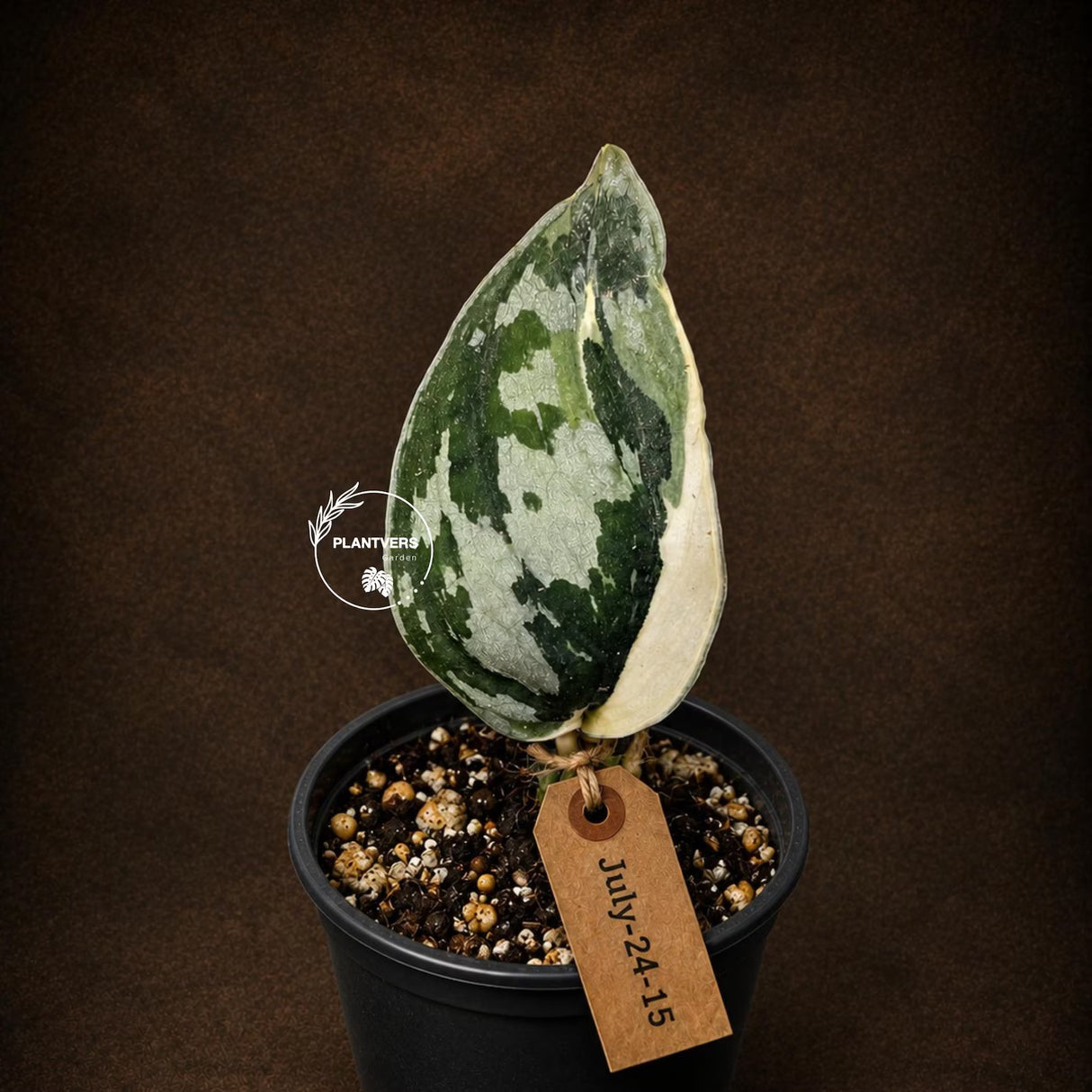 Scindapsus Mayari Variegated Live Plant - Rare Aroid Indoor Houseplant with Silver Variegation - EXACT Plant - US Seller