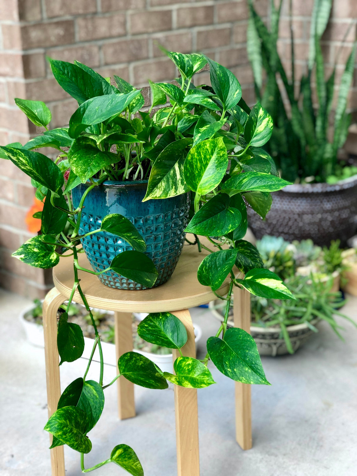 Golden Pothos in a 4" & 6" Nursery Pot - Easy Care Houseplant - Low light Indoor Plant - Desk / Shelf / Hanging Basket Plant / Air purifier plant