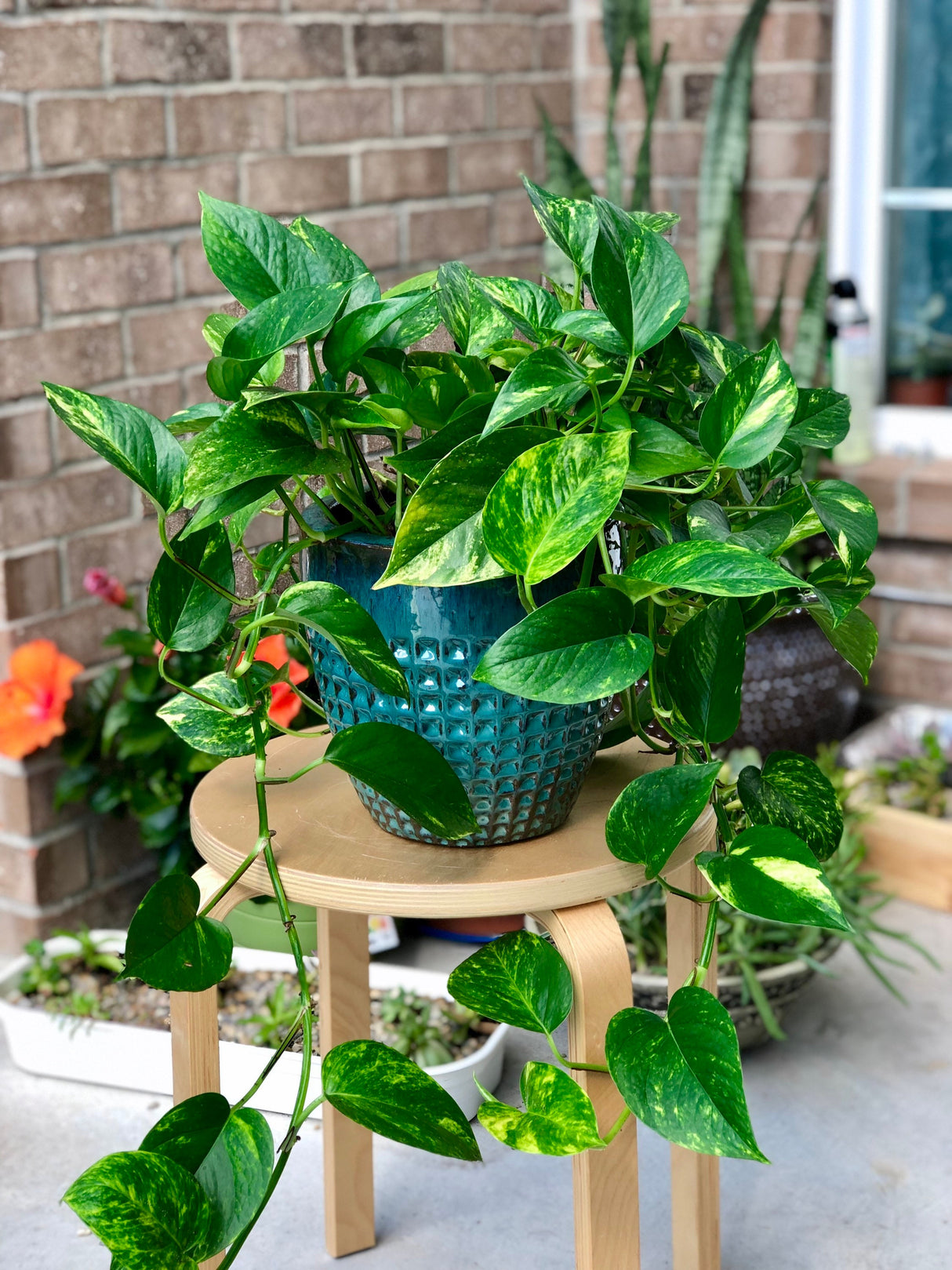 Golden Pothos Cuttings - Low Light Indoor Plant - Tropical Vining Plant - Air Purifier Plant