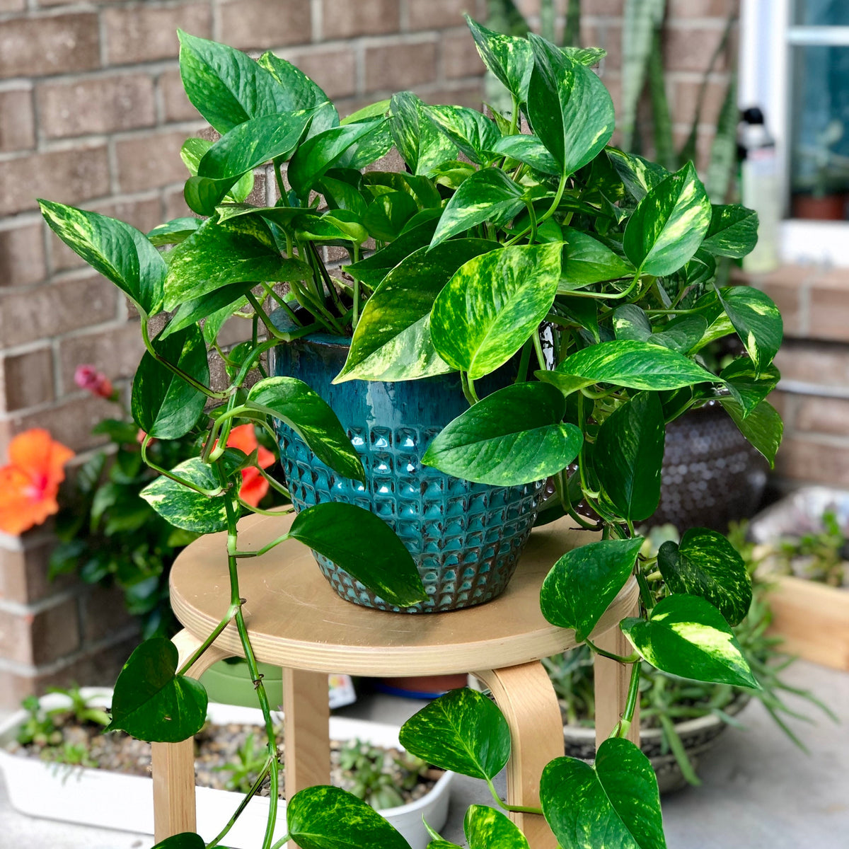 hanging pathos plant Golden Pothos in a 4" & 6" Nursery Pot - Easy Care Houseplant