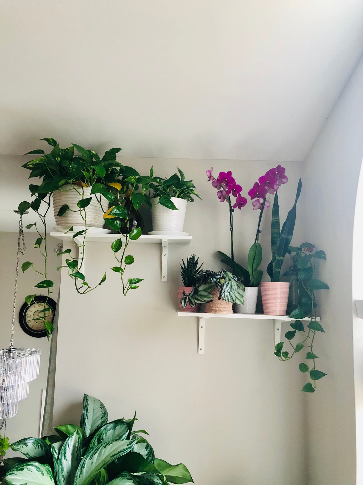 Golden Pothos in a 4" & 6" Nursery Pot - Easy Care Houseplant - Low light Indoor Plant - Desk / Shelf / Hanging Basket Plant / Air purifier plant