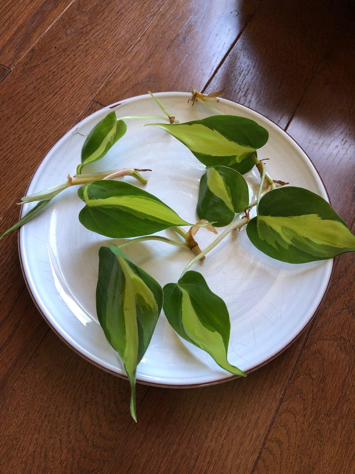 Rare Brazilian philodendron CUTTINGS Or 3” Pot Easy Care Houseplant Brasil Extremely Rare variety