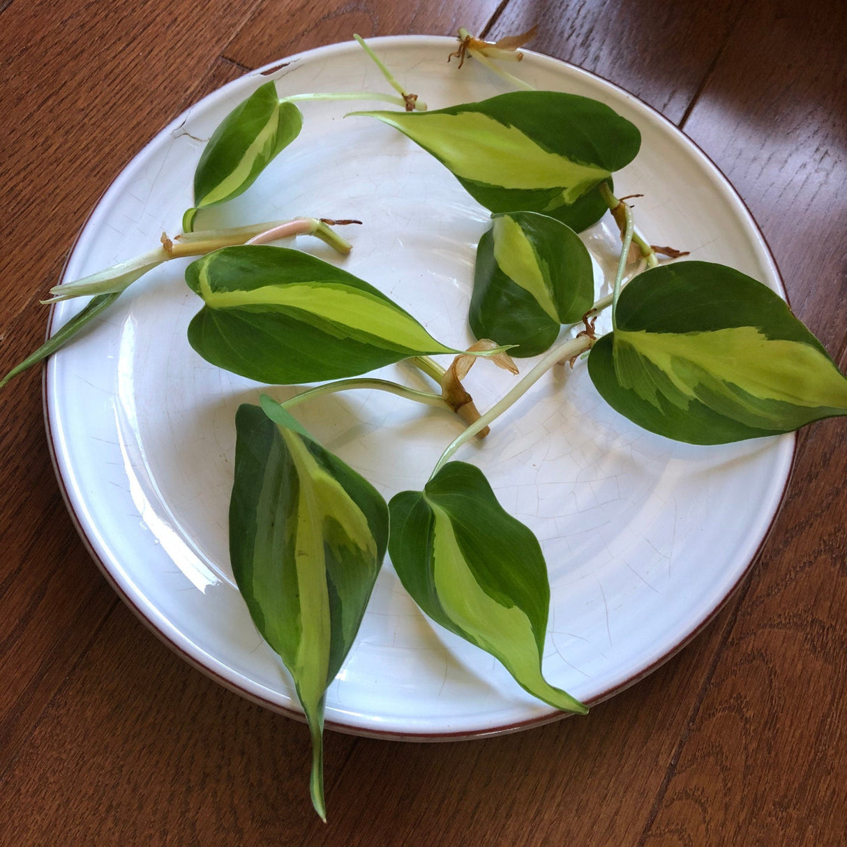 Rare Brasil philodendron Cuttings & Nursery Pots - Easy Care Houseplant Brasil Extremely Rare Low Light indoor vining plant office plant