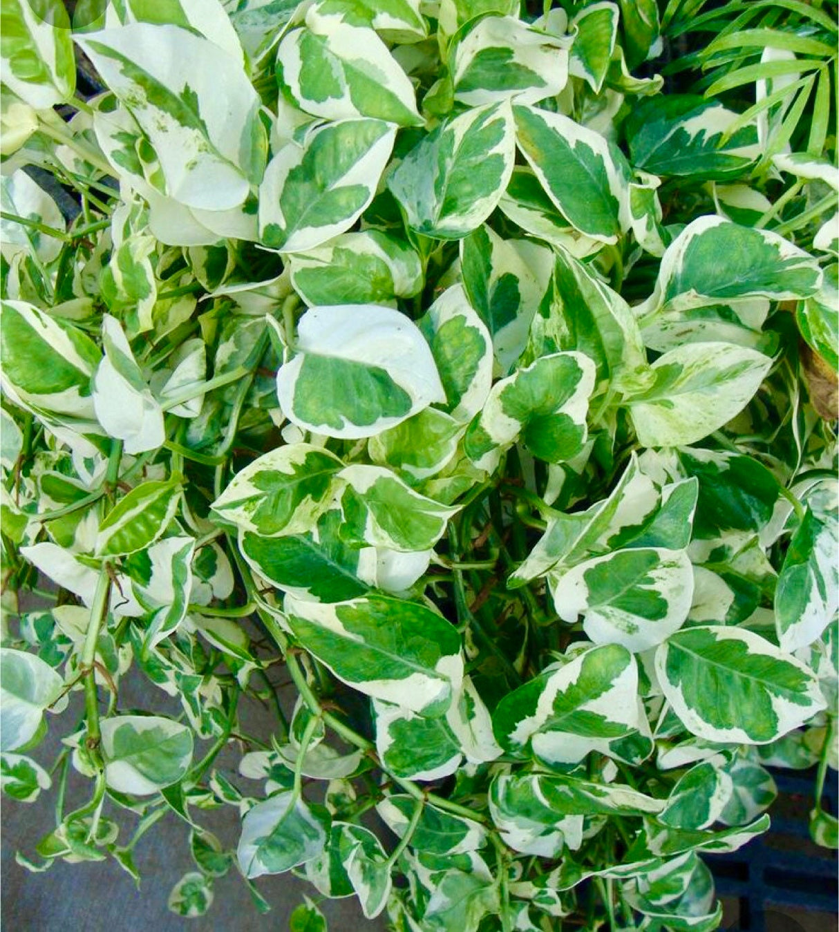 RARE N’Joy Pothos nursery pot- Variegated easy care houseplant - Rare low light indoor plant, shelf, table, hanging basket plant, vine plant