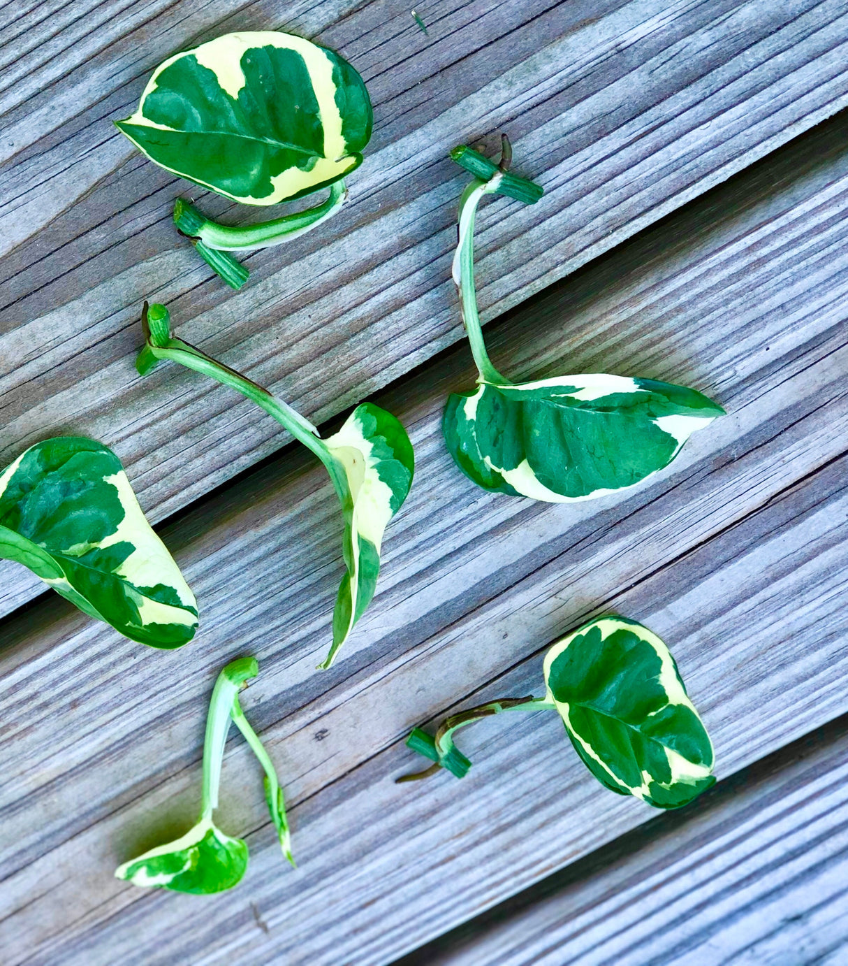 Pearl and Jade Pothos CUTTING - Unrooted Pothos cuttings - rare variegated philodendron cutting - variegated Pothos cutting - easy care
