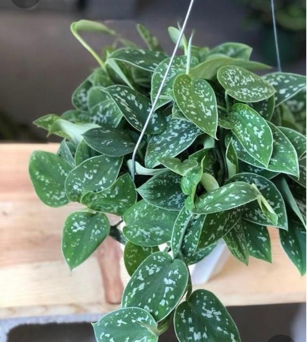 Silver Pothos Cuttings - RARE Silver Satin or Silvery Anne - Easy Care low light indoor plant - Hardy Houseplant with elegant silver spots