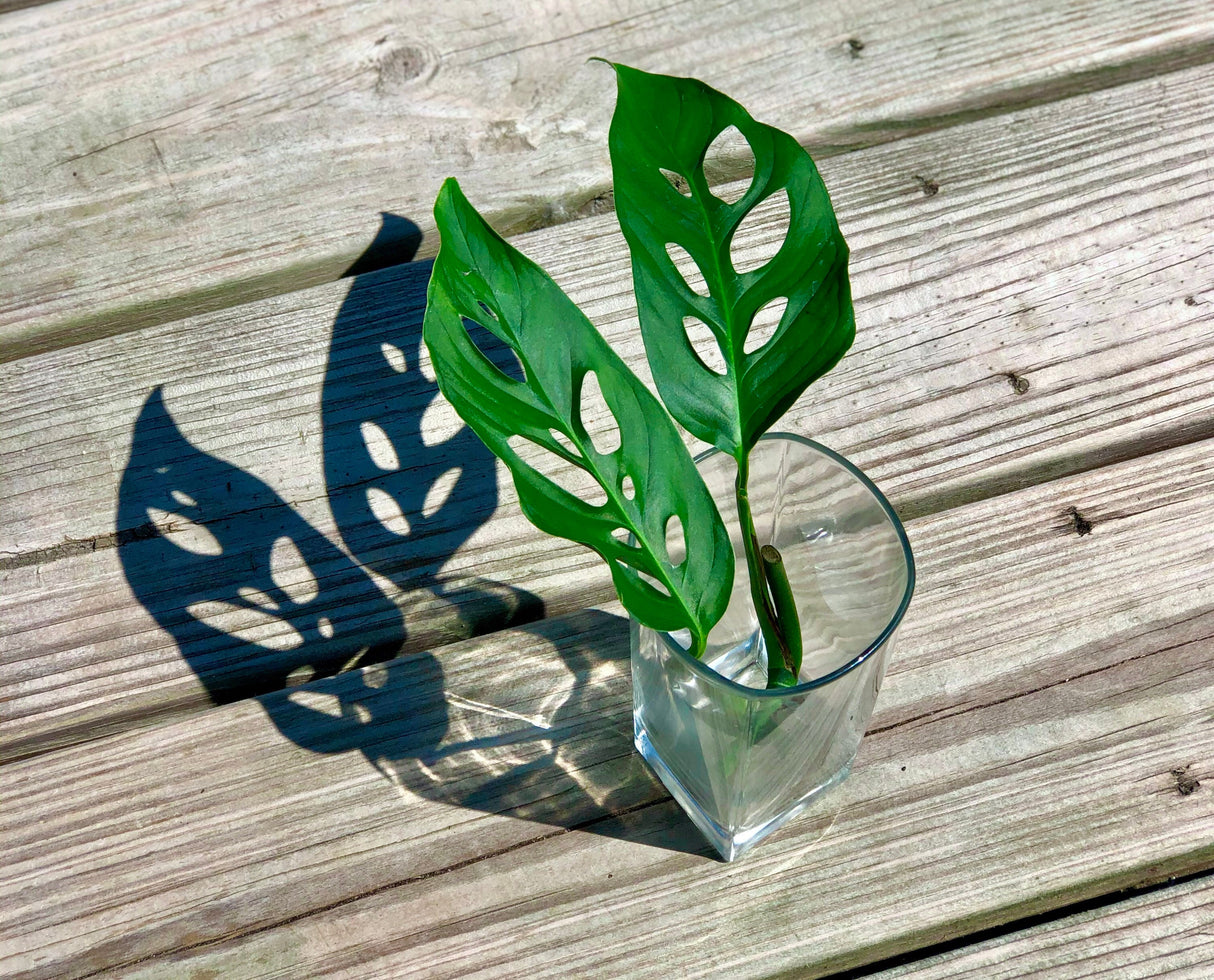 Swiss Chees Plant - Monstera Adansonii - Swees Cheese Cuttings - Live indoor plant - monstera cuttings - air purification houseplant