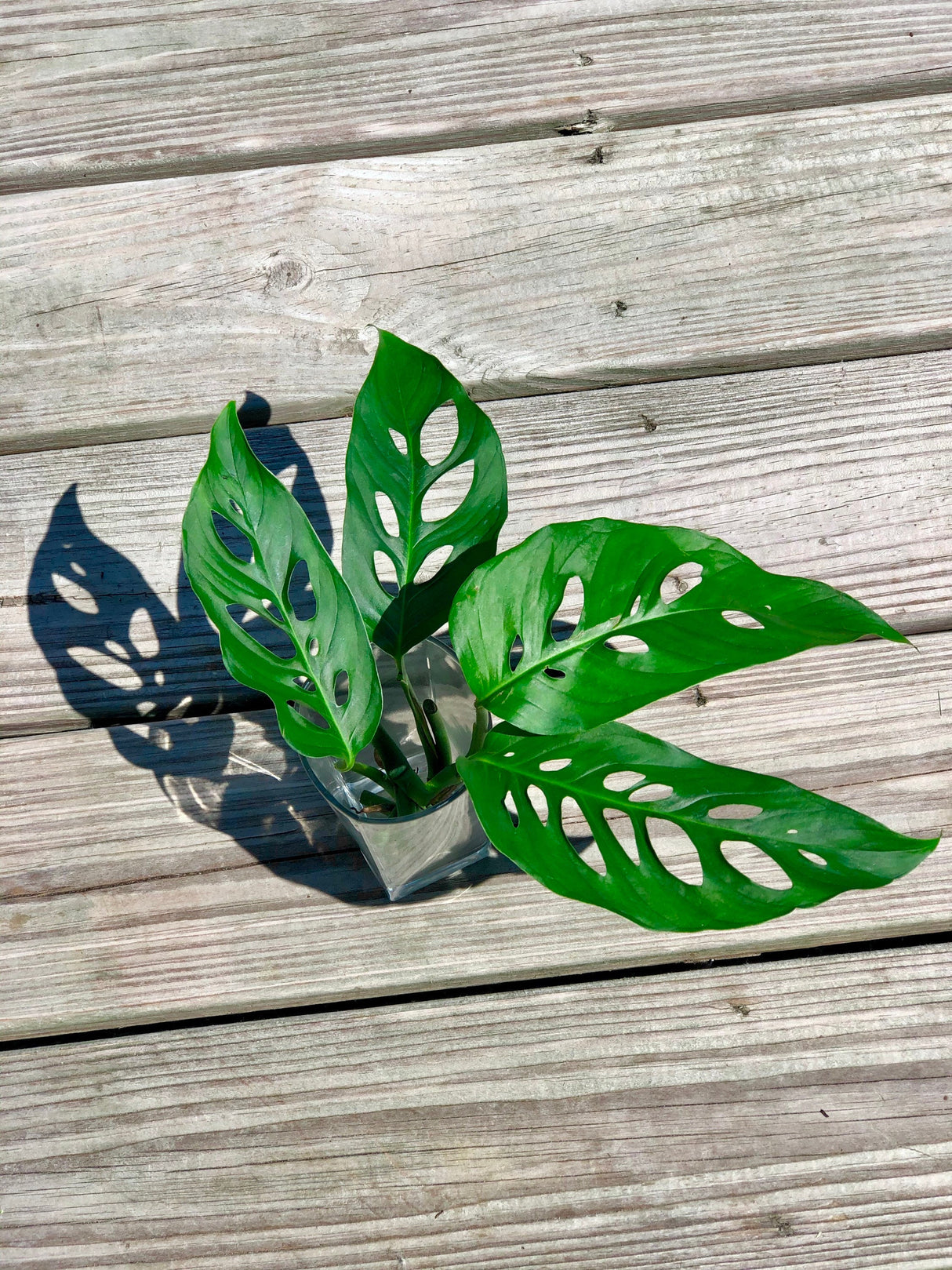 Swiss Chees Plant - Monstera Adansonii - Swees Cheese Cuttings - Live indoor plant - monstera cuttings - air purification houseplant