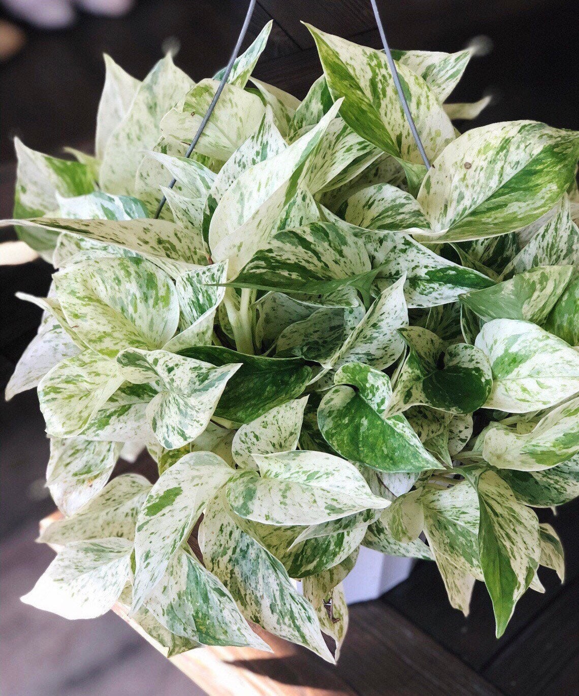RARE Marble Pothos Cuttings - Gorgeous Variegated Indoor easy care house plant, Marble Pothos, White and Green variegation propagation plant