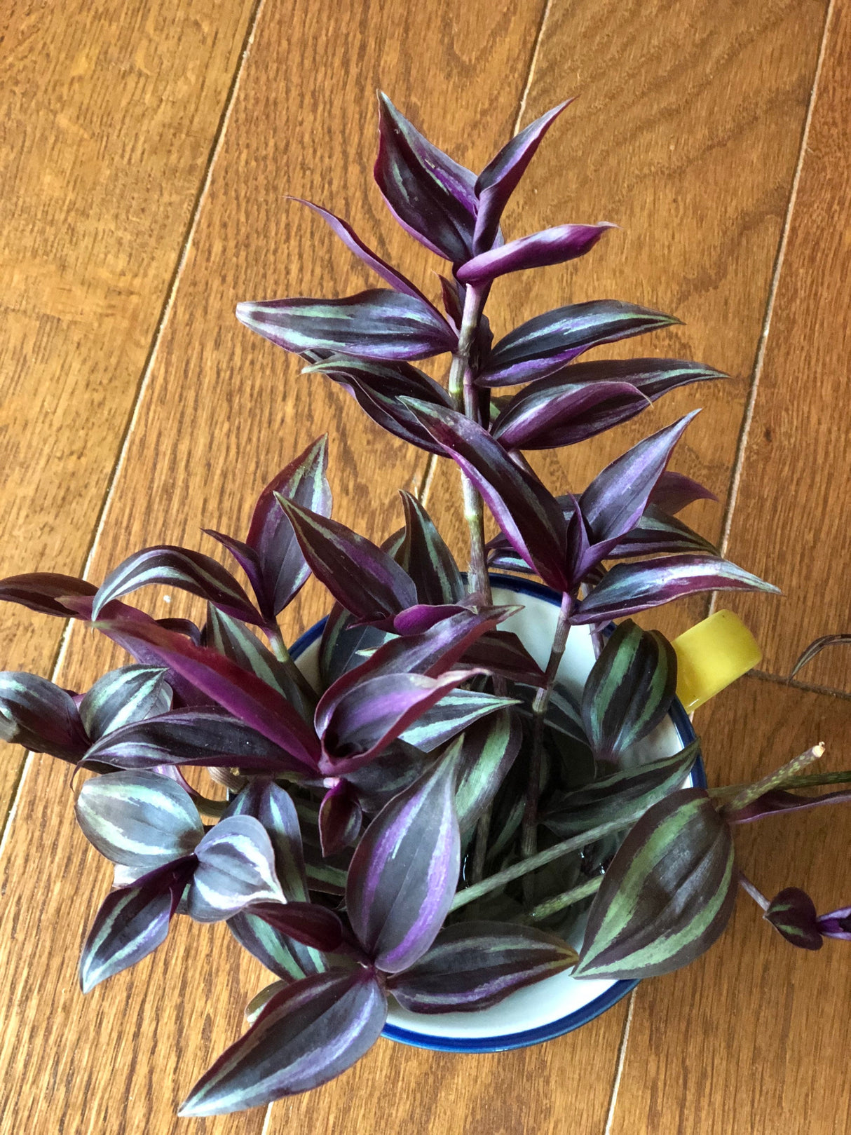 Wandering Jew Unrooted Cuttings - Gorgeous Purple Pink Variegated Foliage - Extremely Easy Care Hardy Houseplant - Low to Medium Light