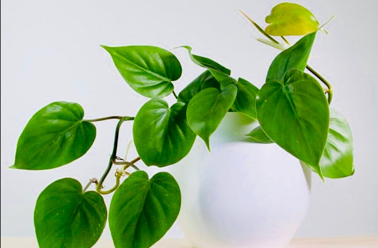 Heart Leaf Philodendron Plant Unrooted Cuttings - Easy Care Houseplant - Air purification indoor Plant - Rare verity of low light pothos