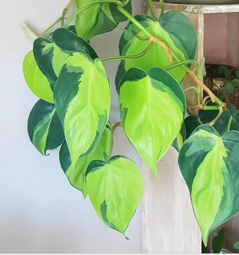Rare Brazilian philodendron CUTTINGS Or 3” Pot Easy Care Houseplant Brasil Extremely Rare variety