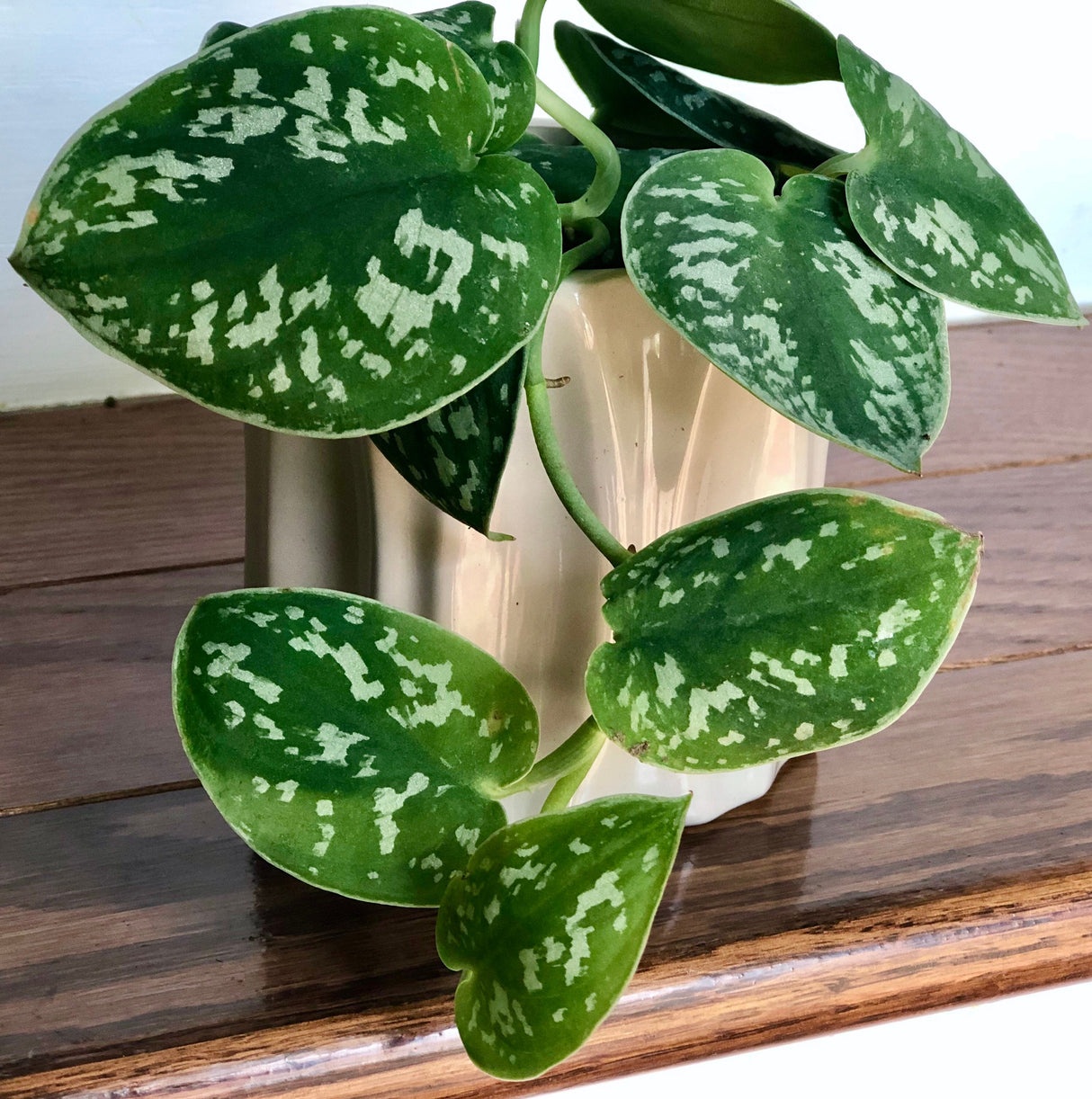 Silver Pothos Cuttings - RARE Silver Satin or Silvery Anne - Easy Care low light indoor plant - Hardy Houseplant with elegant silver spots