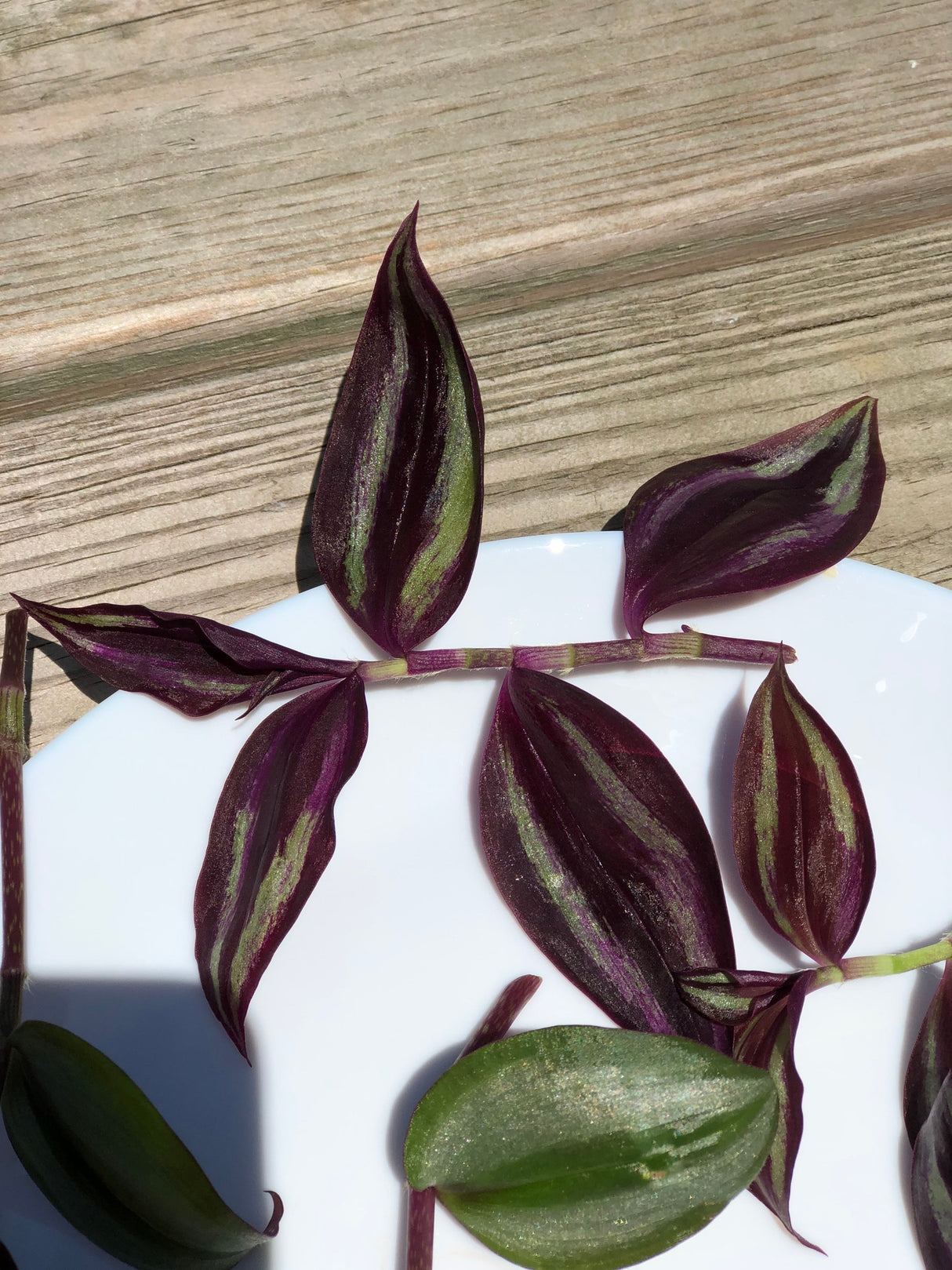 Mix Wandering Jew Cuttings - Purple and silver variations - Two varieties of indoor plants - Easy care and grow houseplant