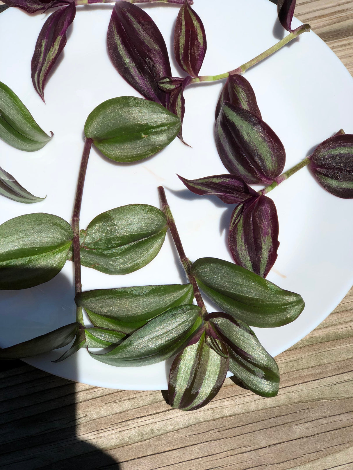 Mix Wandering Jew Cuttings - Purple and silver variations - Two varieties of indoor plants - Easy care and grow houseplant