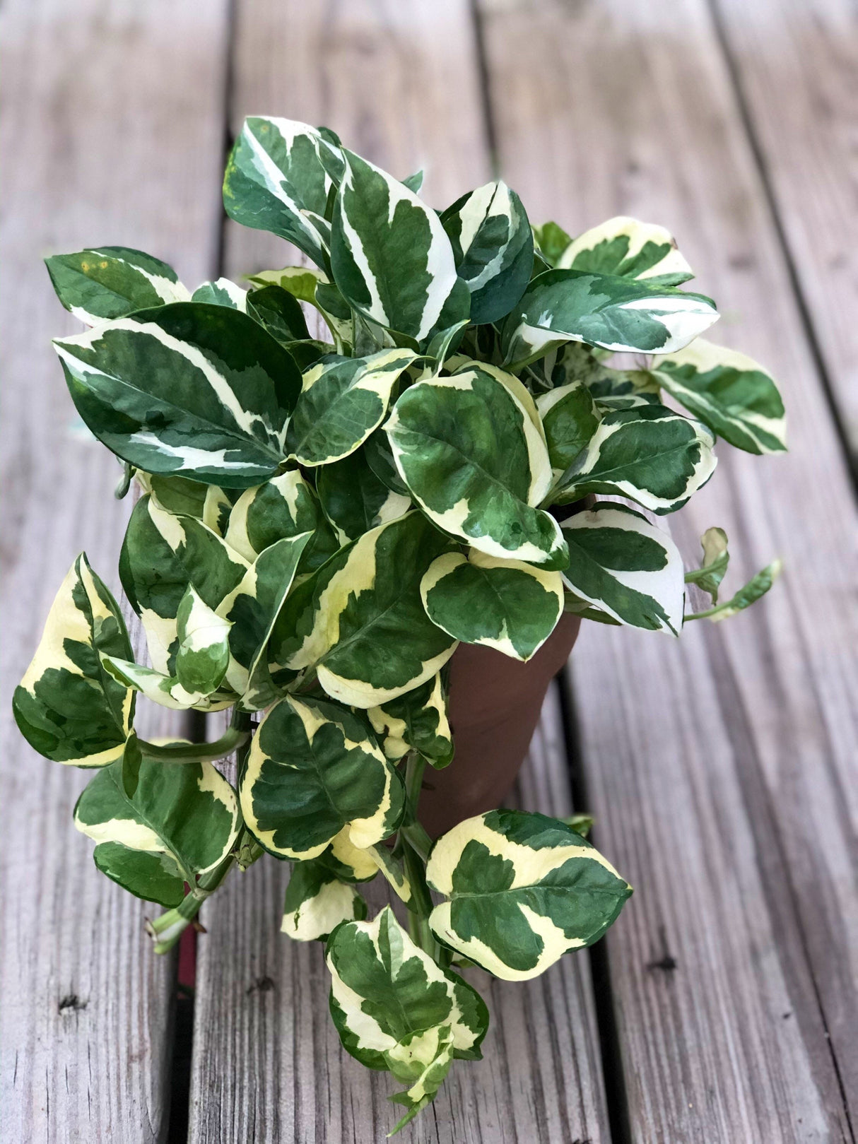 RARE Pothos Njoy FULL Pot 4”Pot- White Variegated Indoor Vines - Low light plant Houseplant- Easy care - Natural source of joy and pure air.