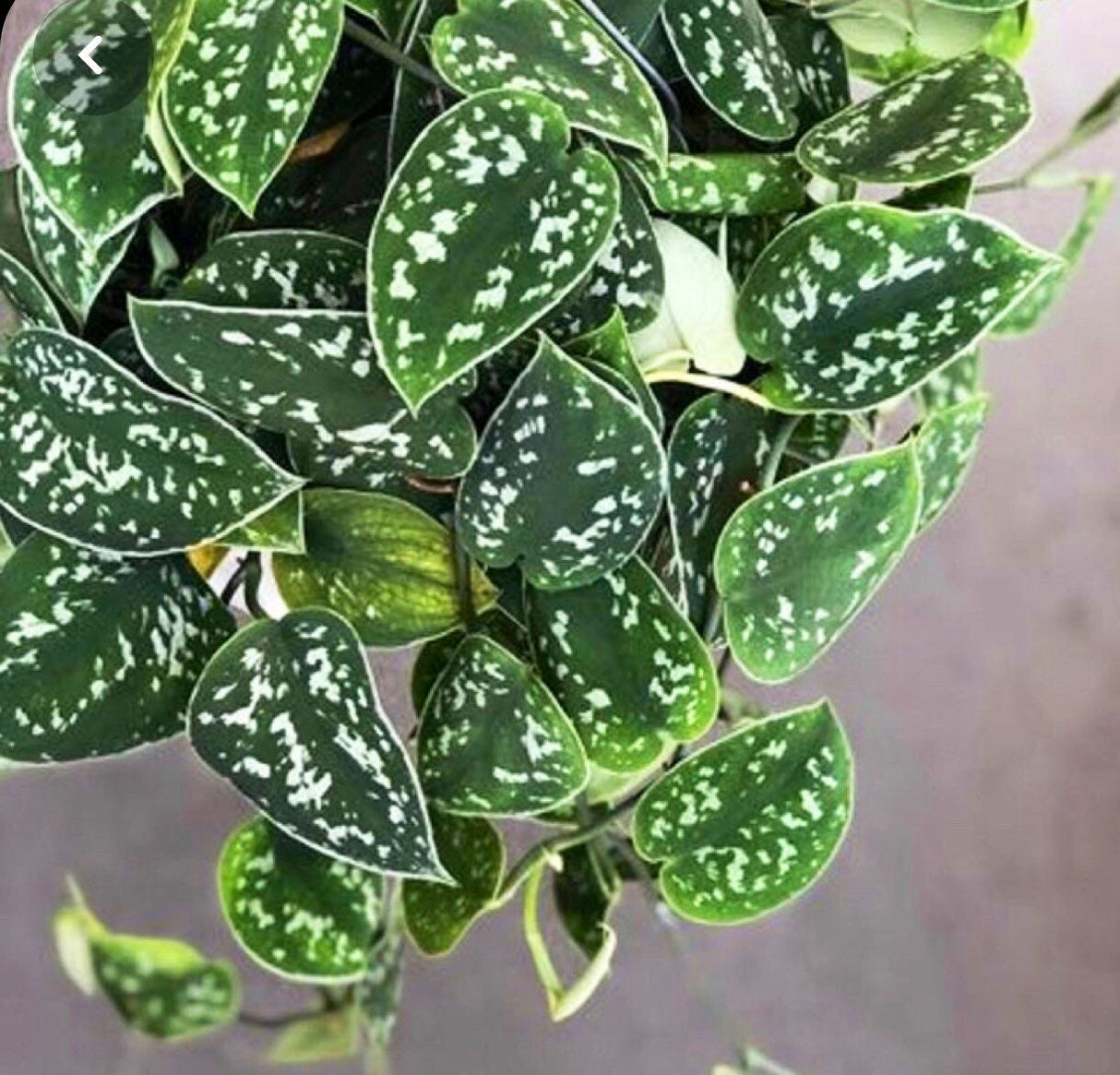 Silver Pothos Cuttings - RARE Silver Satin or Silvery Anne - Easy Care low light indoor plant - Hardy Houseplant with elegant silver spots