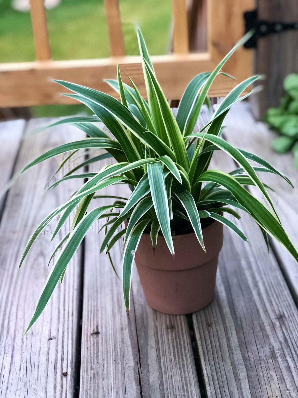 Variegated spider plant in a 4 inch grow pot - Extremely easy care - produces lots of growth and long vines houseplant