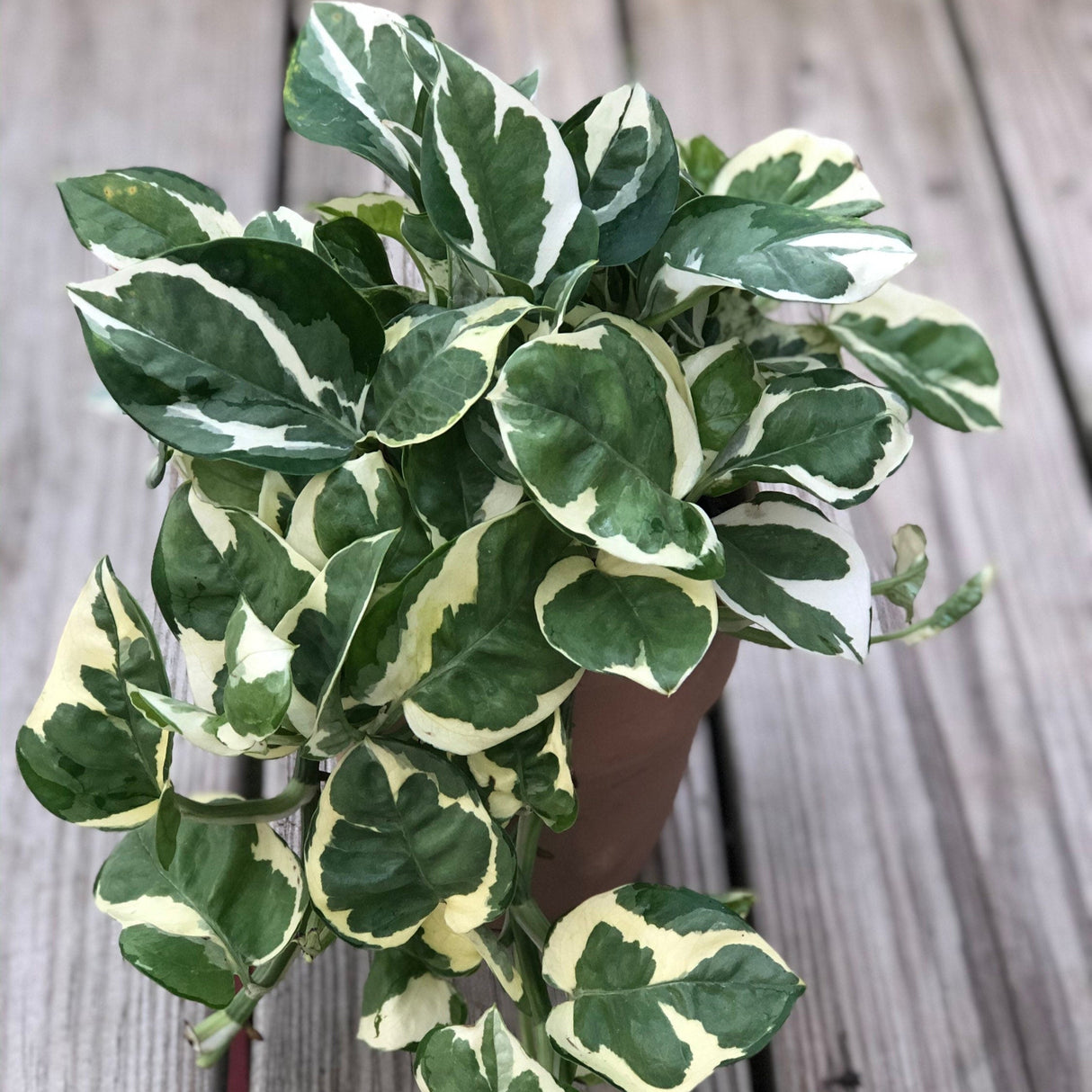 Rare Pothos cuttings Mix- Marble Pothos, Heart Leaf Philodendron, Silver Pothos, Njoy, Cebu Blue, Neon, Tradescantia, Pick and Choose