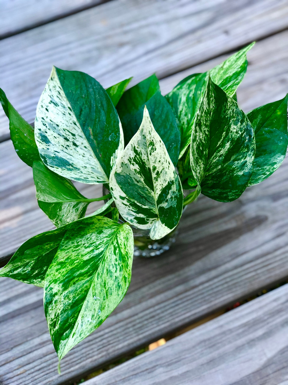 RARE Marble Pothos Cuttings - Gorgeous Variegated Indoor easy care house plant, Marble Pothos, White and Green variegation propagation plant