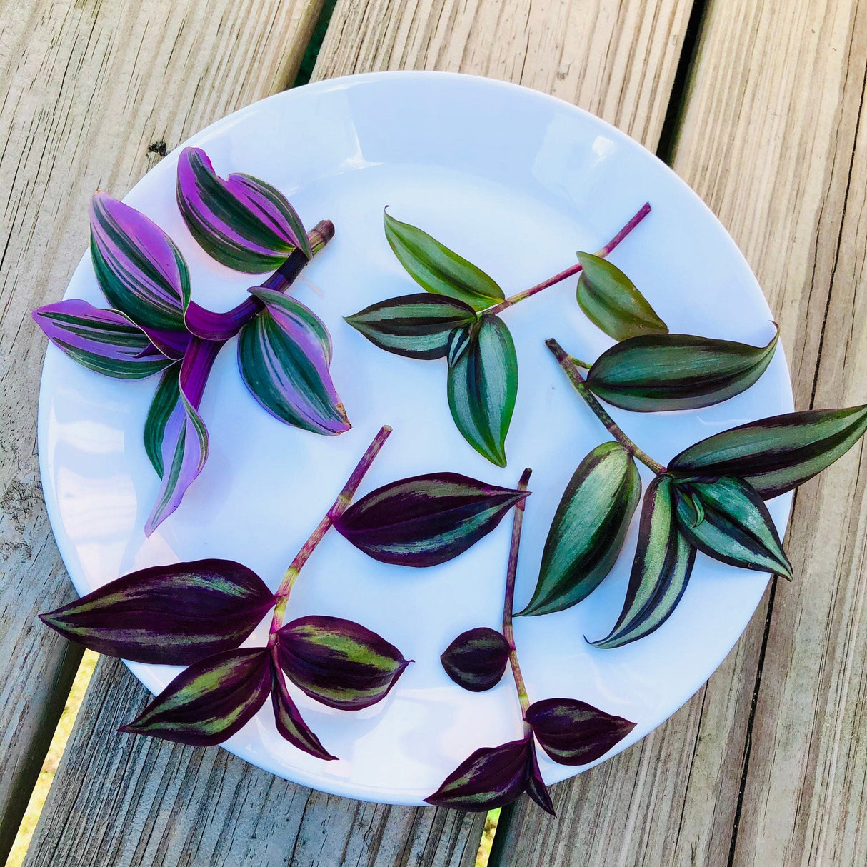 Rare Tradescantia Nanouk and wandering Jew cuttings mixed offer - 5 cuttings pack - Easy care indoor vines - hardy houseplant