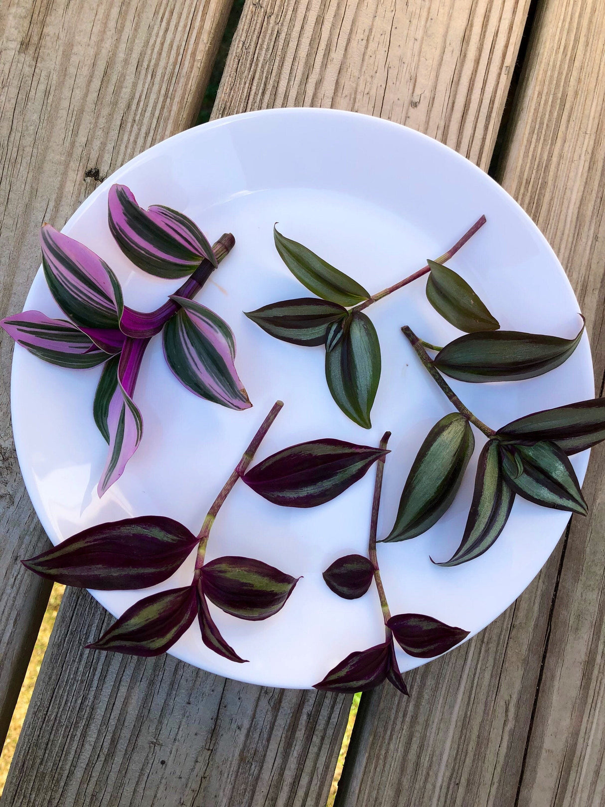 Rare Tradescantia Nanouk and wandering Jew cuttings mixed offer - 5 cuttings pack - Easy care indoor vines - hardy houseplant