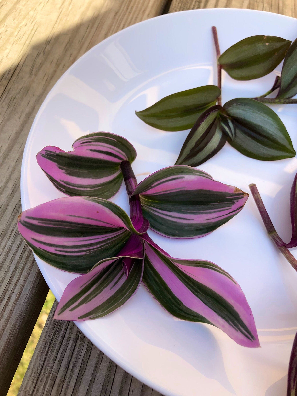 Rare Tradescantia Nanouk and wandering Jew cuttings mixed offer - 5 cuttings pack - Easy care indoor vines - hardy houseplant