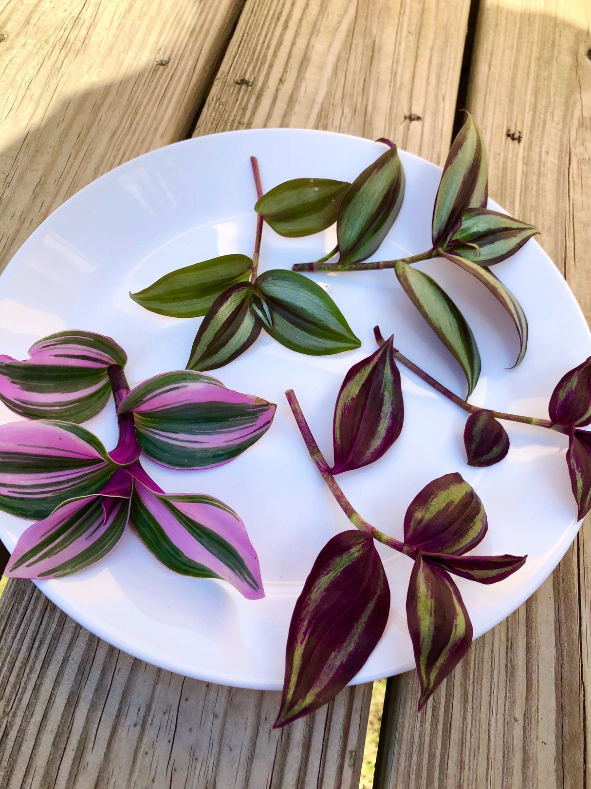 Rare Tradescantia Nanouk and wandering Jew cuttings mixed offer - 5 cuttings pack - Easy care indoor vines - hardy houseplant