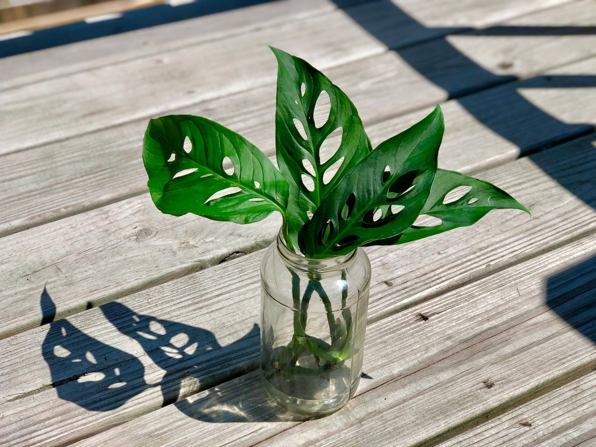 Swiss Chees Plant - Monstera Adansonii - Swees Cheese Cuttings - Live indoor plant - monstera cuttings - air purification houseplant