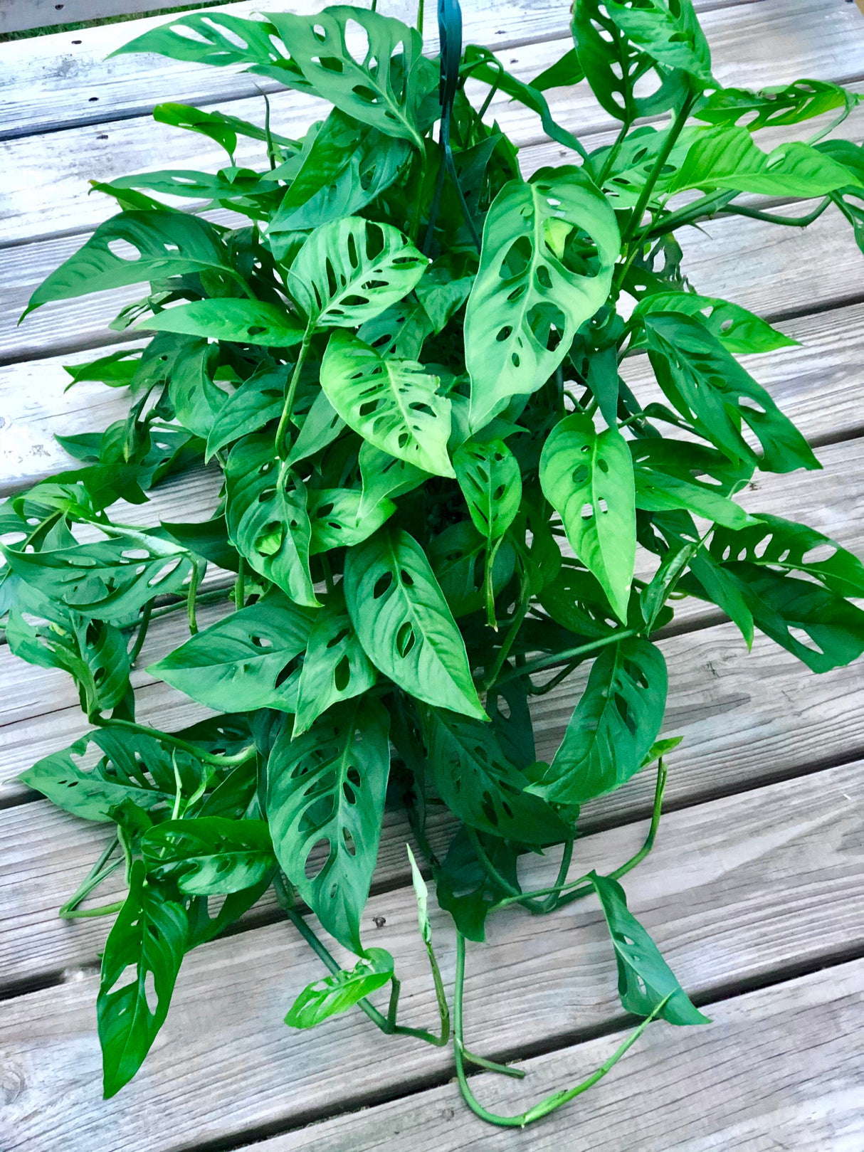 Swiss Chees Plant - Monstera Adansonii - Swees Cheese Cuttings - Live indoor plant - monstera cuttings - air purification houseplant