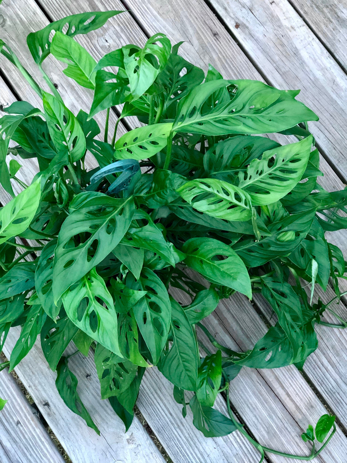 Swiss Chees Plant - Monstera Adansonii - Swees Cheese Cuttings - Live indoor plant - monstera cuttings - air purification houseplant