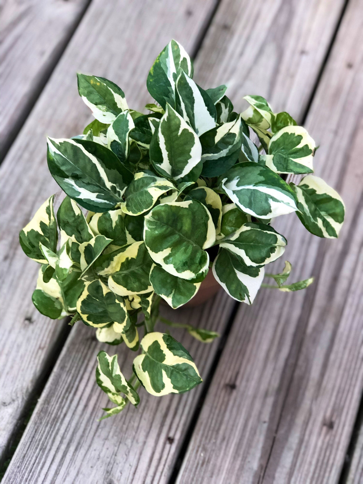 RARE N’Joy Pothos nursery pot- Variegated easy care houseplant - Rare low light indoor plant, shelf, table, hanging basket plant, vine plant