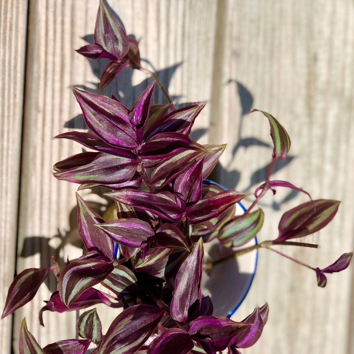 Wandering Jew Unrooted Cuttings - Gorgeous Purple Pink Variegated Foliage - Extremely Easy Care Hardy Houseplant - Low to Medium Light