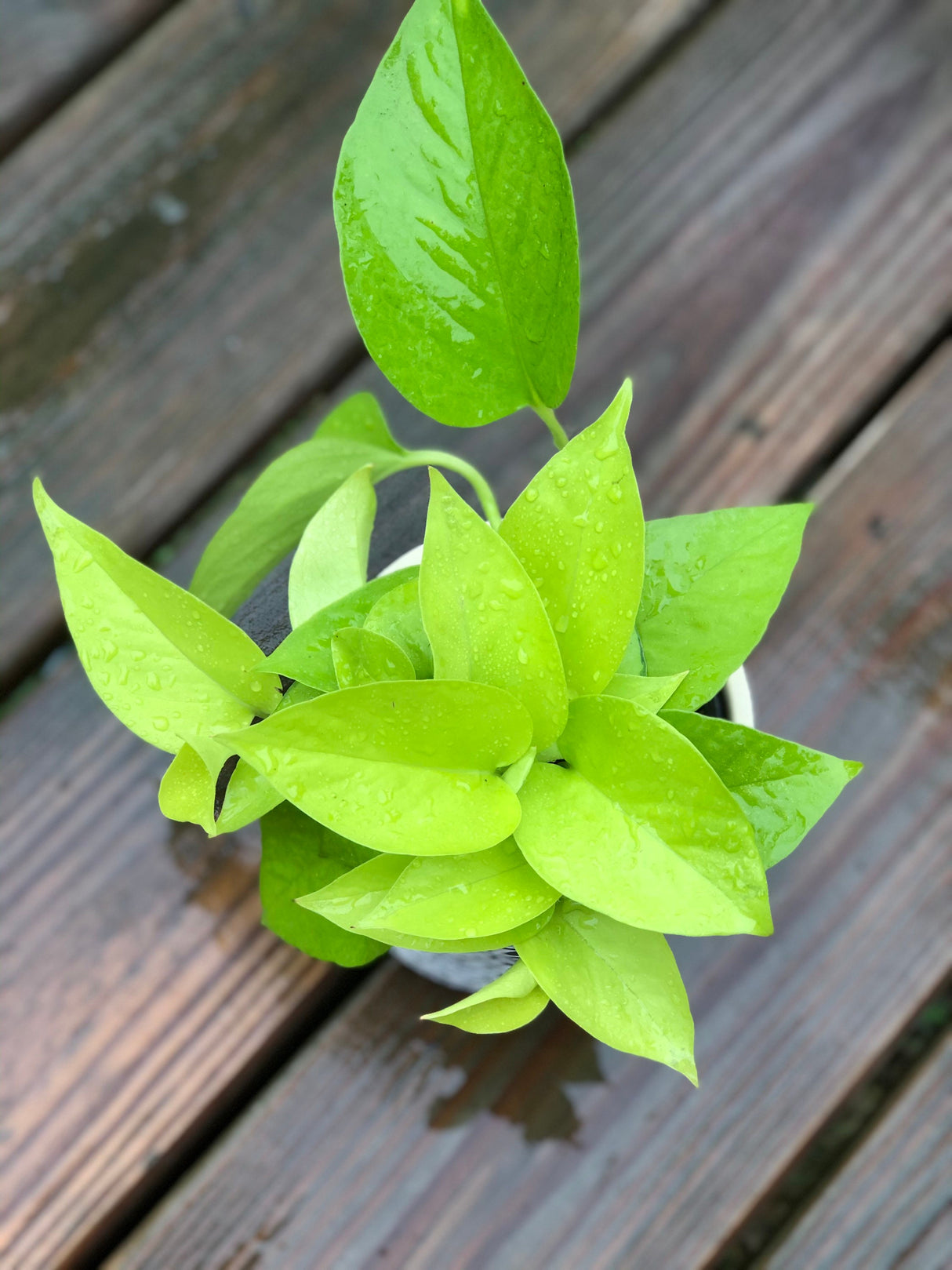 Neon Pothos indoor plant in 4” pot - Easy care low light indoor live plant - Pothos houseplant - Vines Desk / Shelf / Hanging Basket