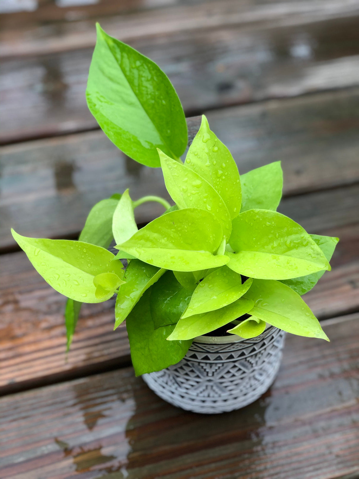 Neon Pothos indoor plant in 4” pot - Easy care low light indoor live plant - Pothos houseplant - Vines Desk / Shelf / Hanging Basket