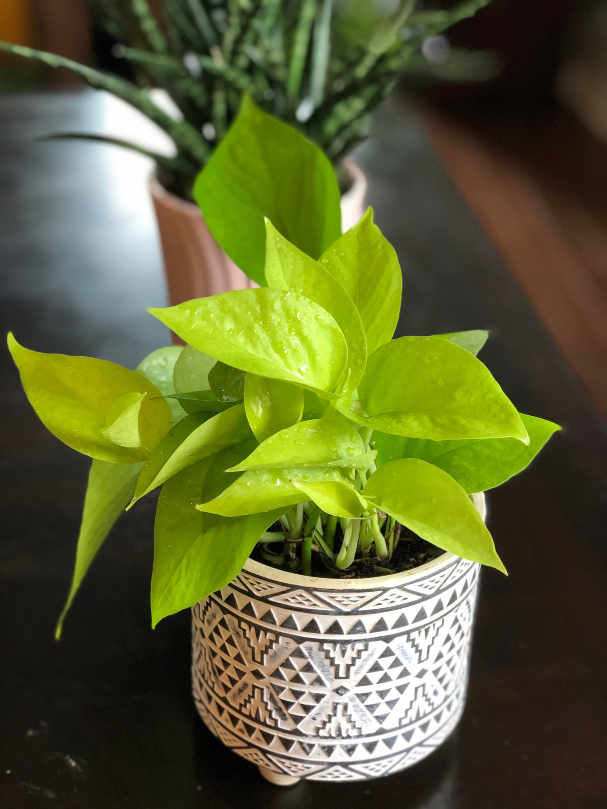Neon Pothos indoor plant in 4” pot - Easy care low light indoor live plant - Pothos houseplant - Vines Desk / Shelf / Hanging Basket