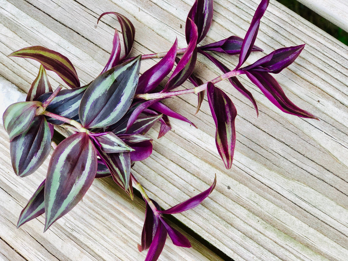Wandering Jew Unrooted Cuttings - Gorgeous Purple Pink Variegated Foliage - Extremely Easy Care Hardy Houseplant - Low to Medium Light